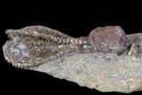 Beautiful Jimbacrinus Crinoid Fossil - Australia #68354-1